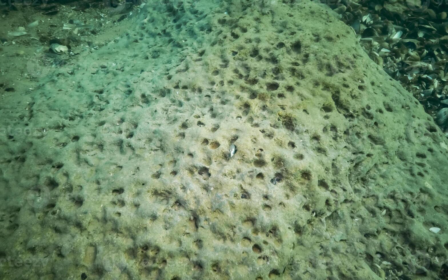 Green meiotic clay of the sea, in which bivalves live White piddock - Barnea candida photo