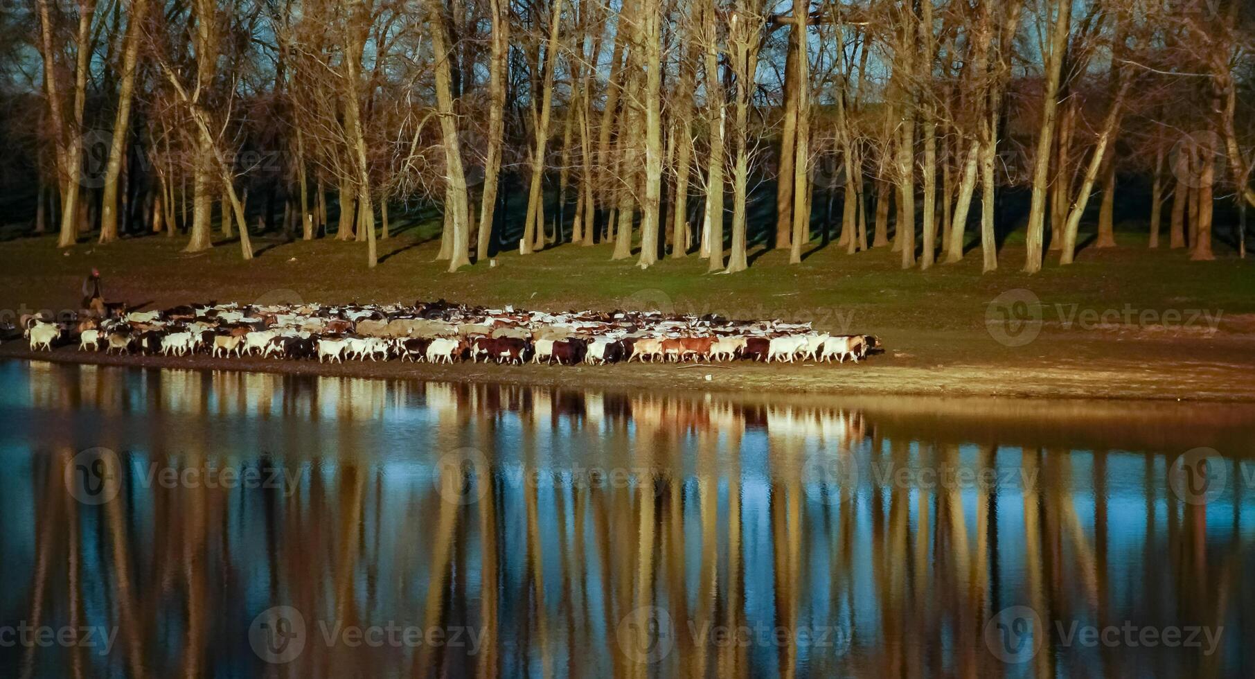 Scenic view, a herd of sheep and goats walking along the shore of a small lake photo