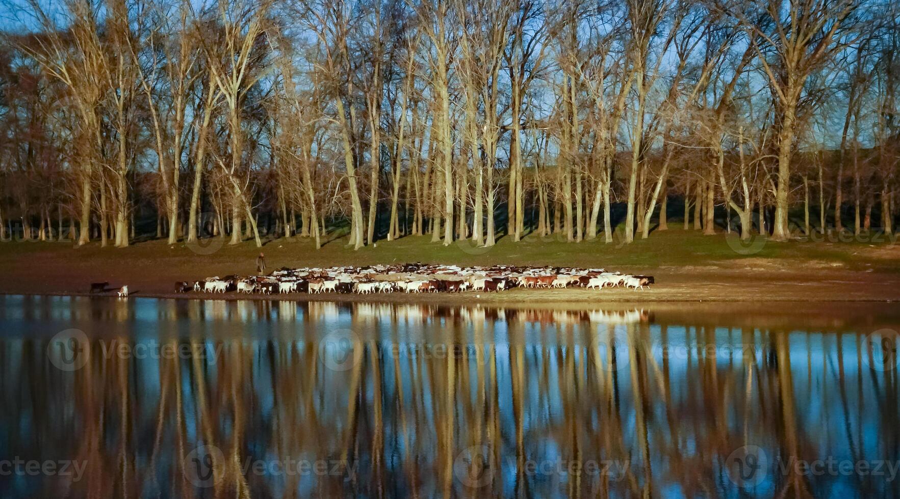 Scenic view, a herd of sheep and goats walking along the shore of a small lake photo