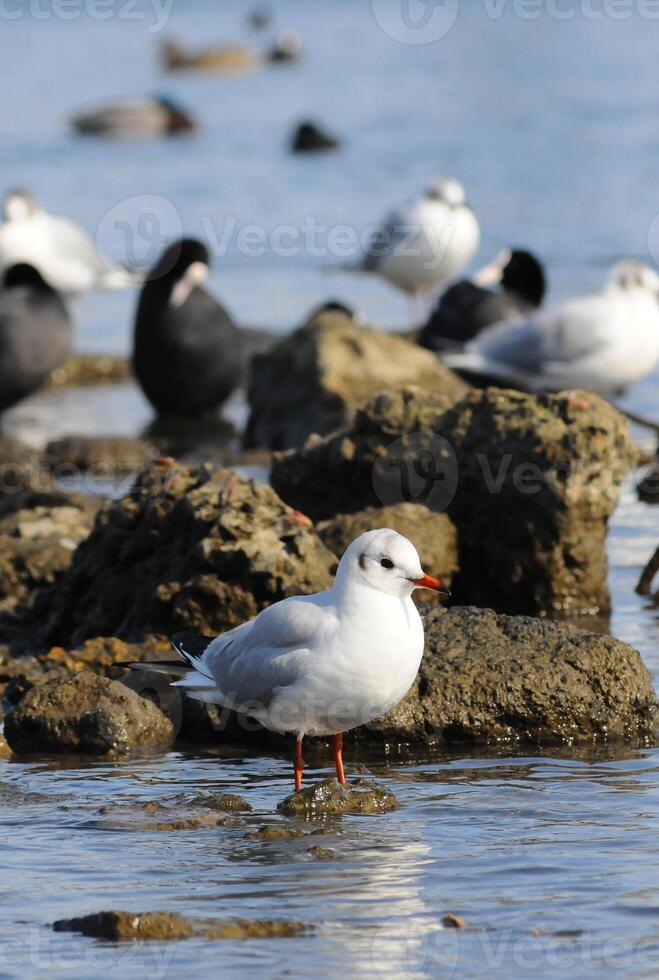 Birds of Ukraine. Swans, gulls and ducks - wintering waterfowl in the Black Sea photo