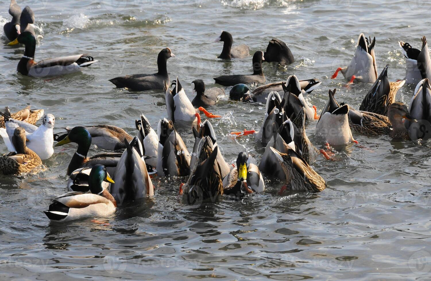 Birds of Ukraine. Swans, gulls and ducks - wintering waterfowl in the Black Sea photo