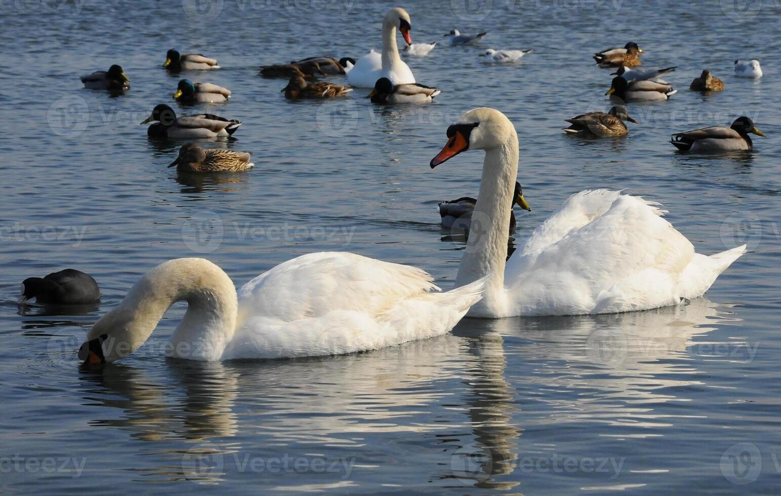 Birds of Ukraine. Swans, gulls and ducks - wintering waterfowl in the Black Sea photo