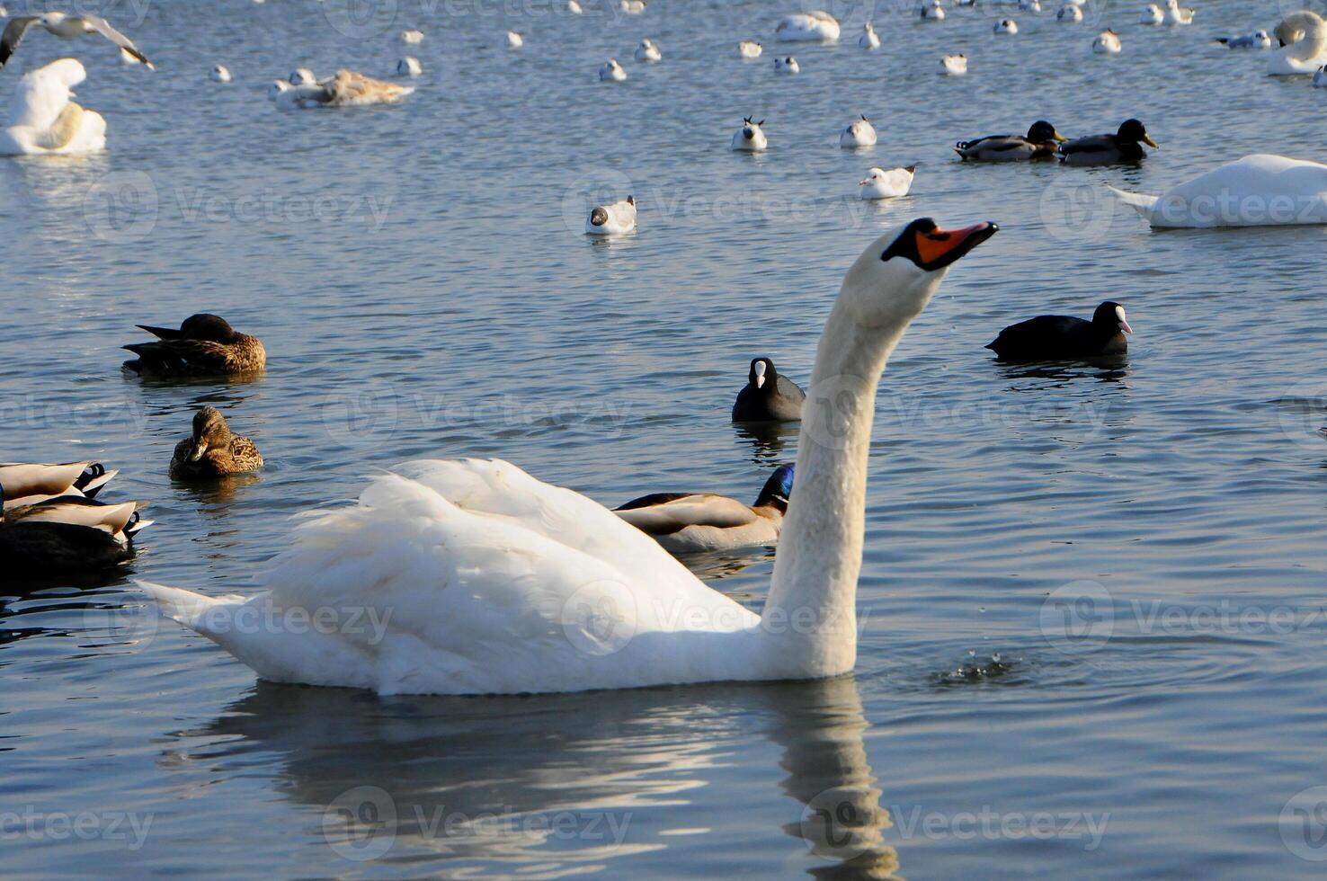 Birds of Ukraine. Swans, gulls and ducks - wintering waterfowl in the Black Sea photo