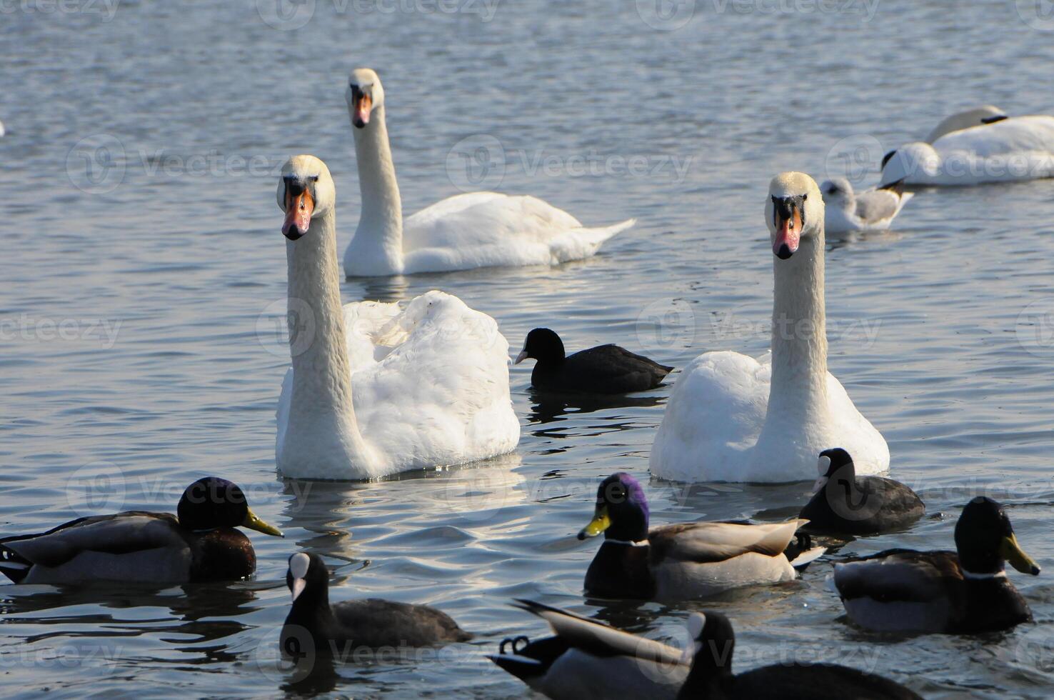 Birds of Ukraine. Swans, gulls and ducks - wintering waterfowl in the Black Sea photo