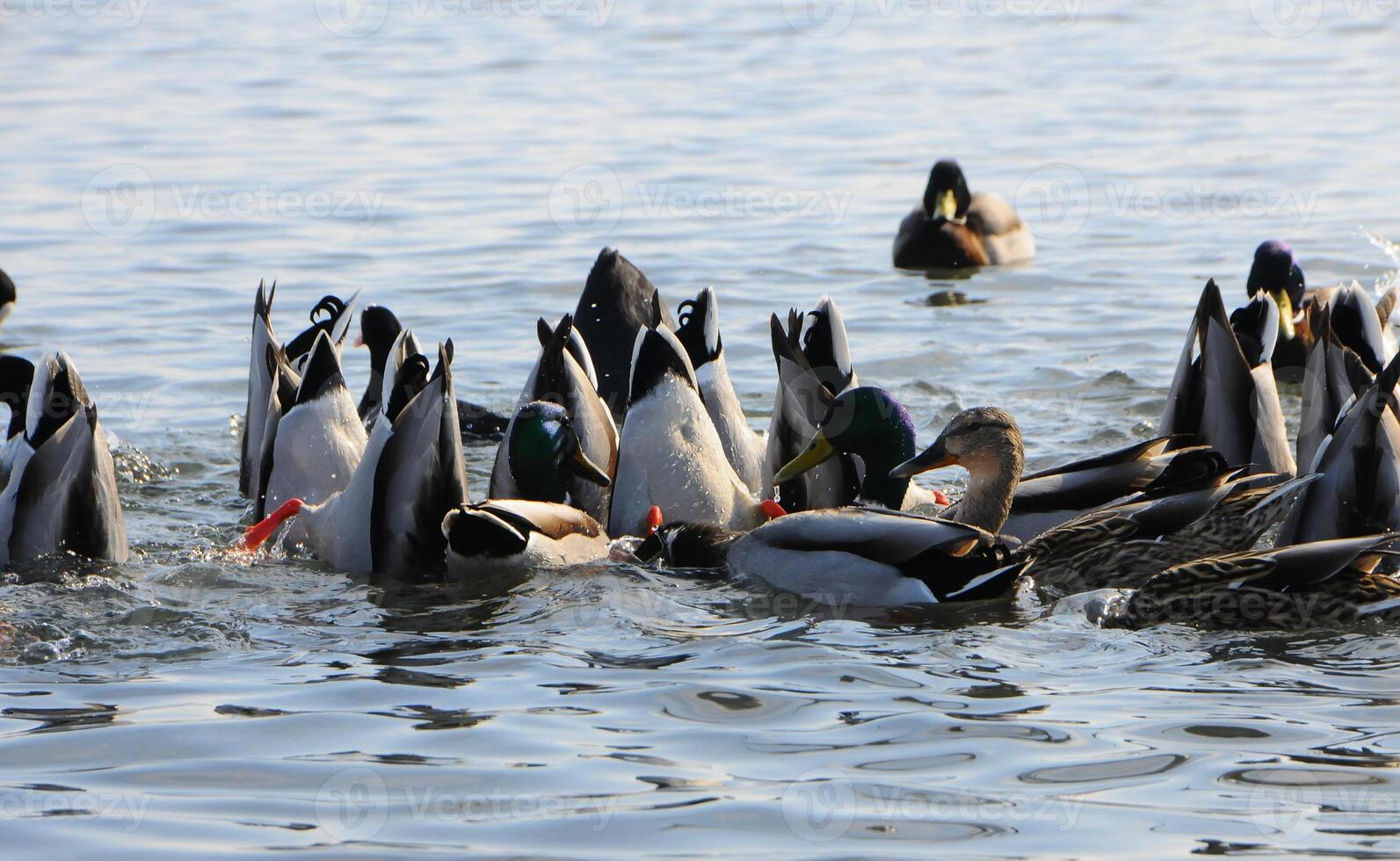 Birds of Ukraine. Swans, gulls and ducks - wintering waterfowl in the Black Sea photo