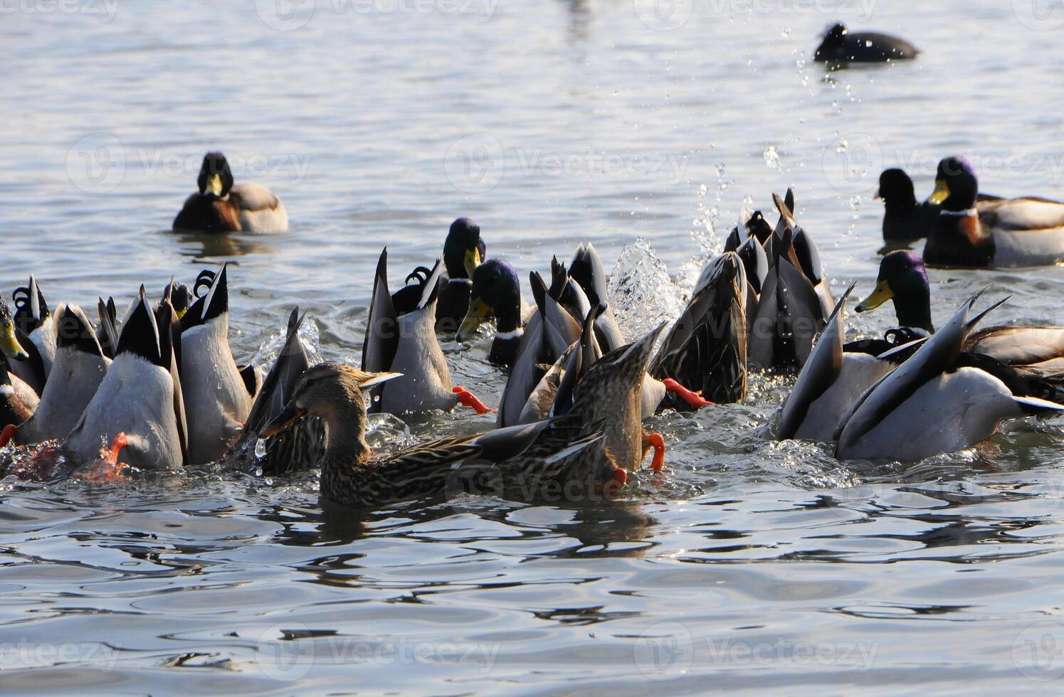 Birds of Ukraine. Swans, gulls and ducks - wintering waterfowl in the Black Sea photo
