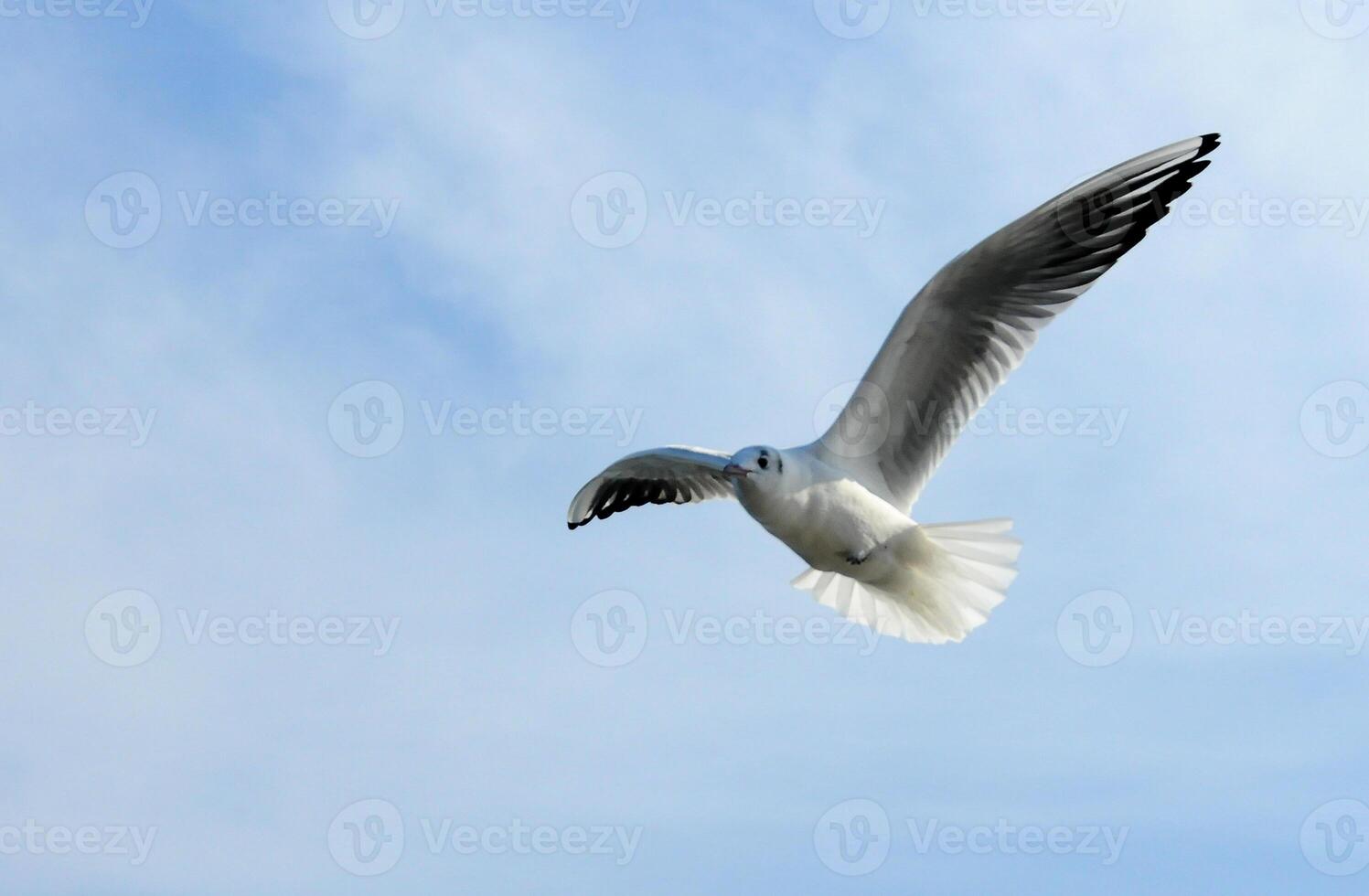 Birds of Ukraine.Gulls fly against the blue sky. Wintering waterfowl photo