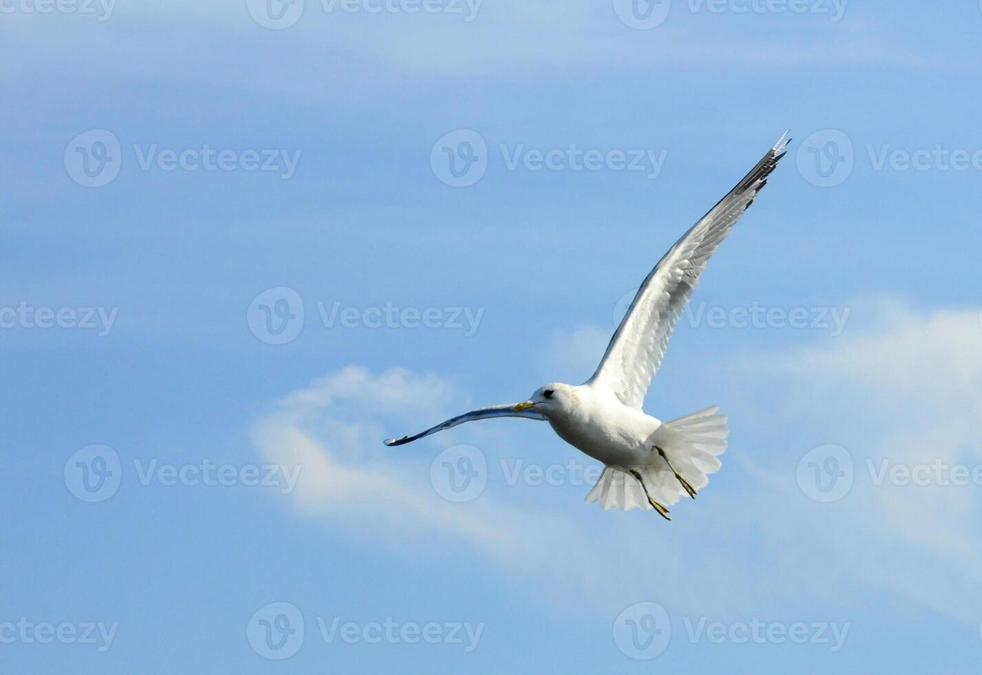 Birds of Ukraine.Gulls fly against the blue sky. Wintering waterfowl photo