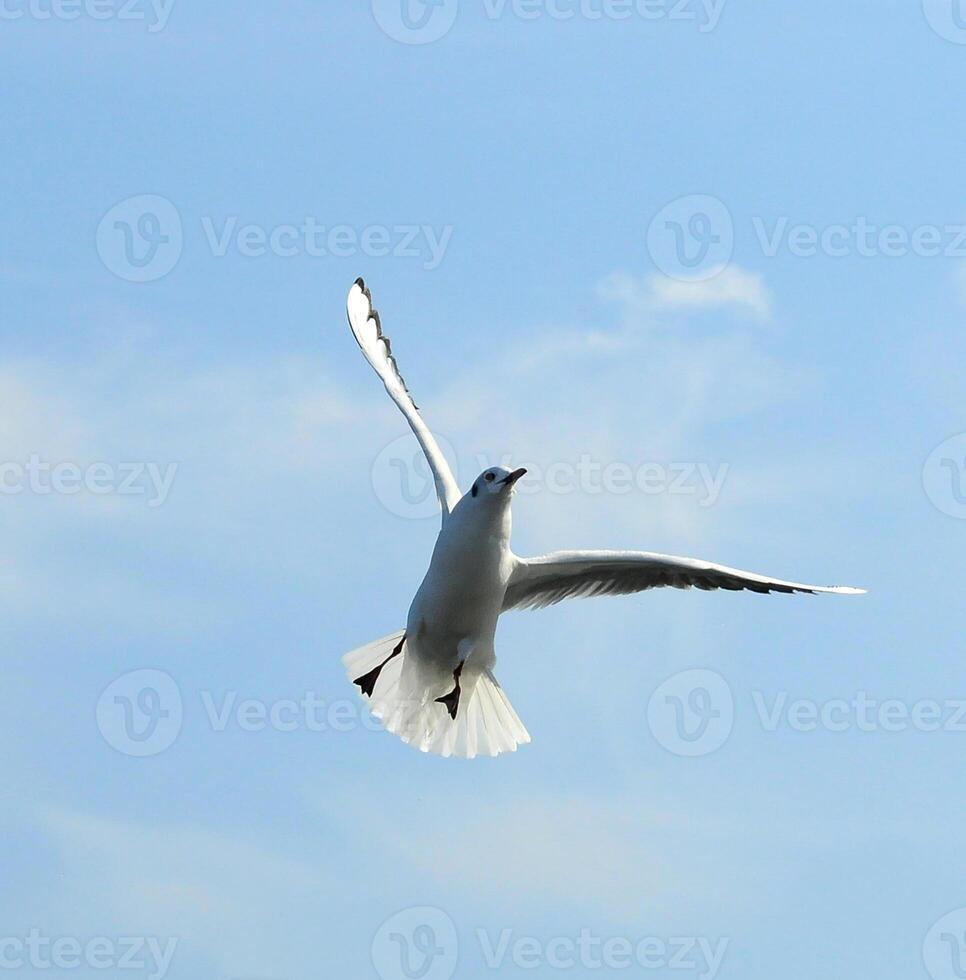Birds of Ukraine.Gulls fly against the blue sky. Wintering waterfowl photo