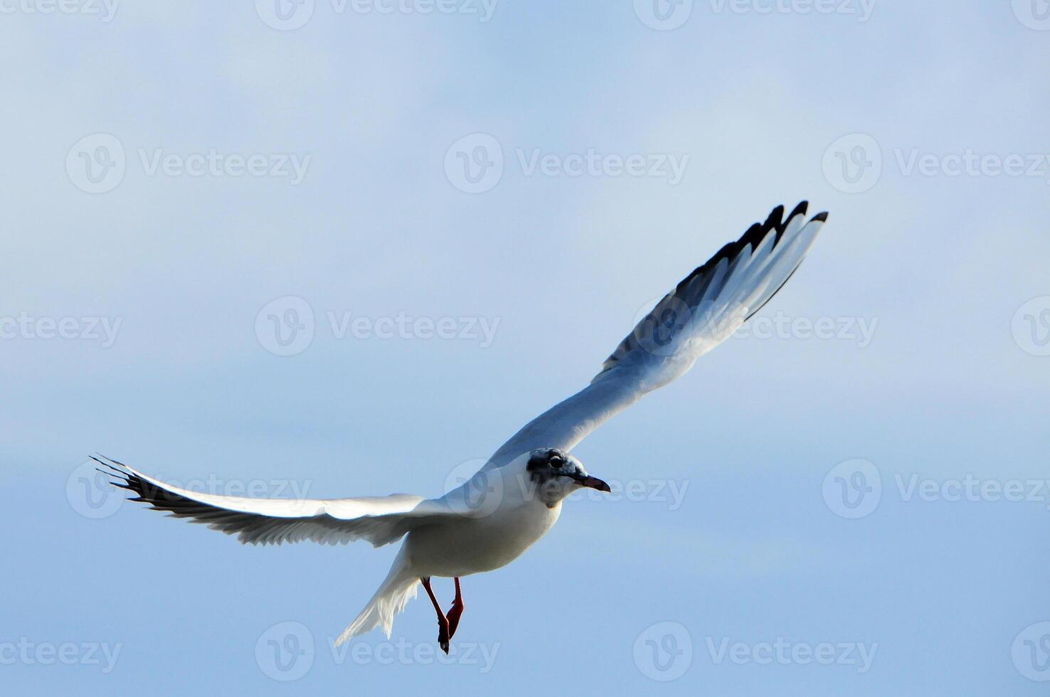 Birds of Ukraine.Gulls fly against the blue sky. Wintering waterfowl photo