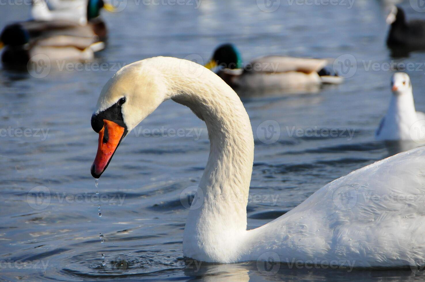 Birds of Ukraine. Swans, gulls and ducks - wintering waterfowl in the Black Sea photo