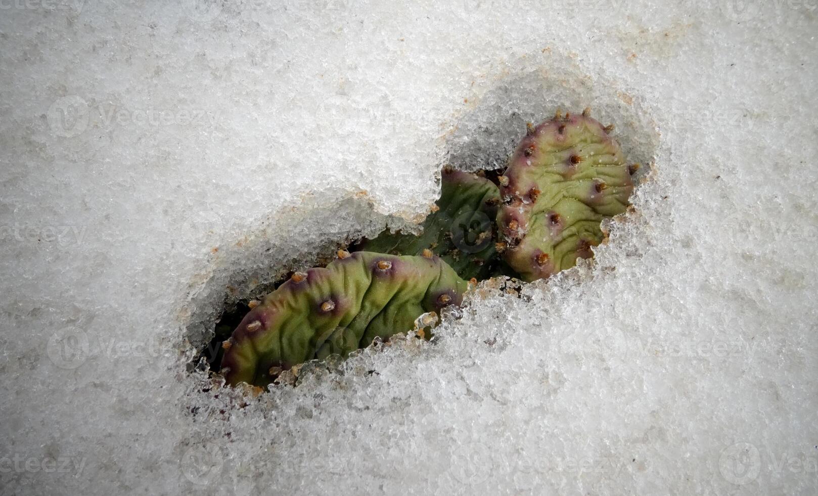 Hibernating in the open ground cacti, in the spring under the snow photo