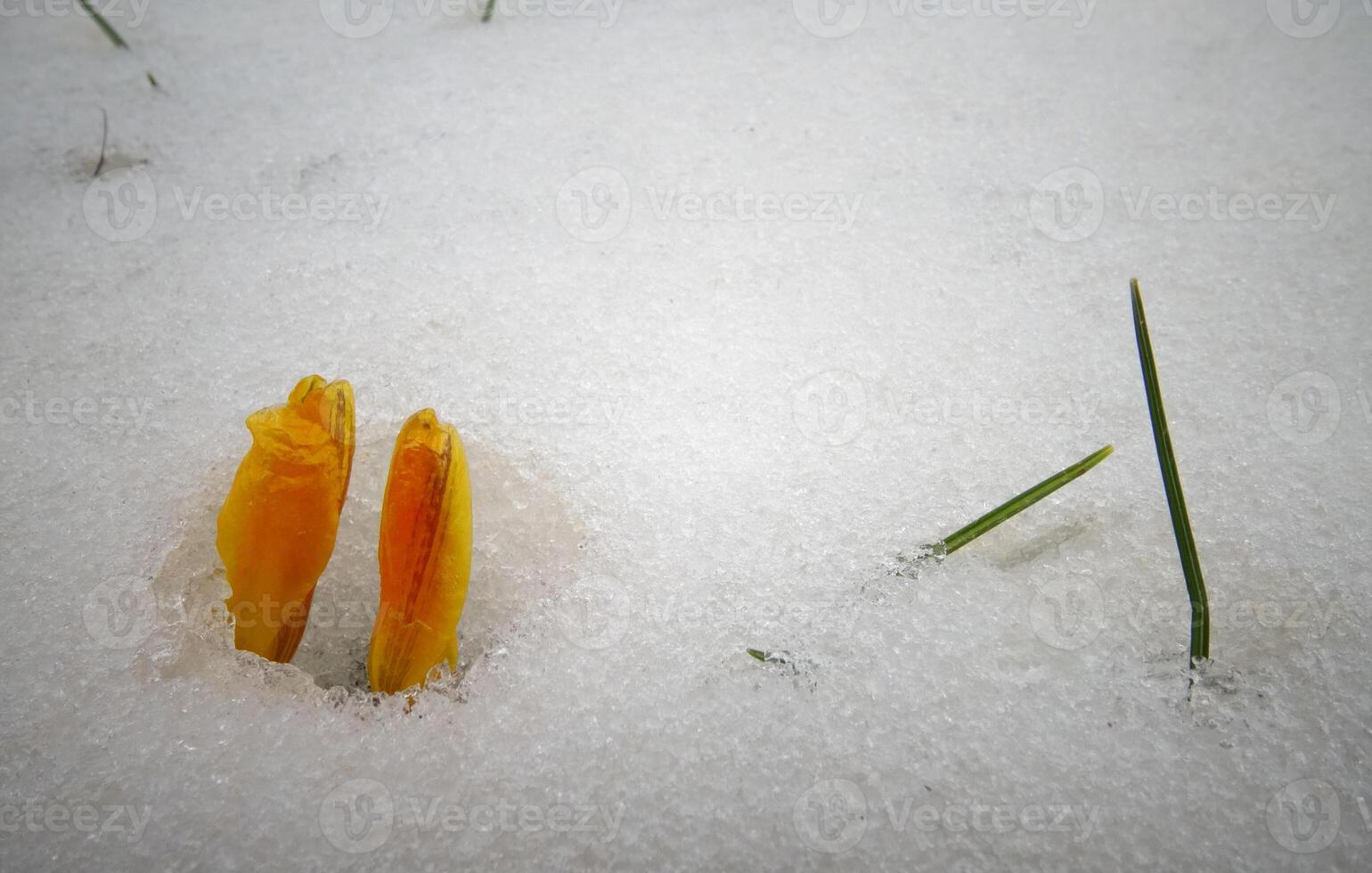 Crocuses, spring flowers sprout from the snow photo