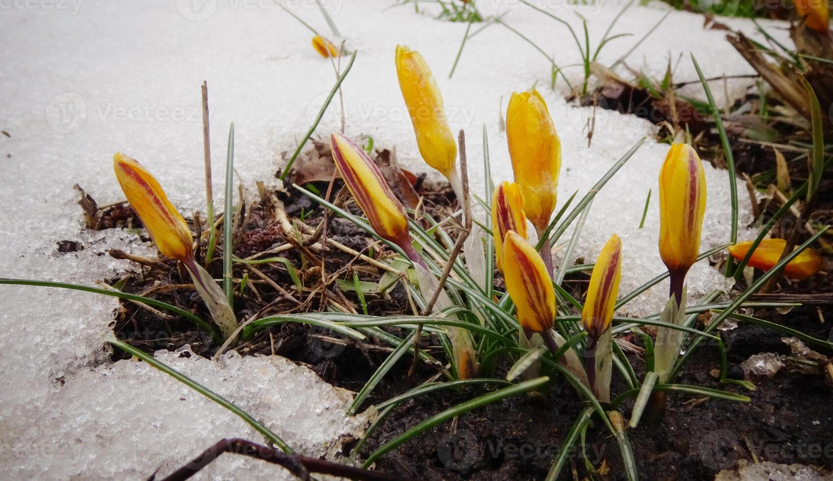 Crocuses, spring flowers sprout from the snow photo