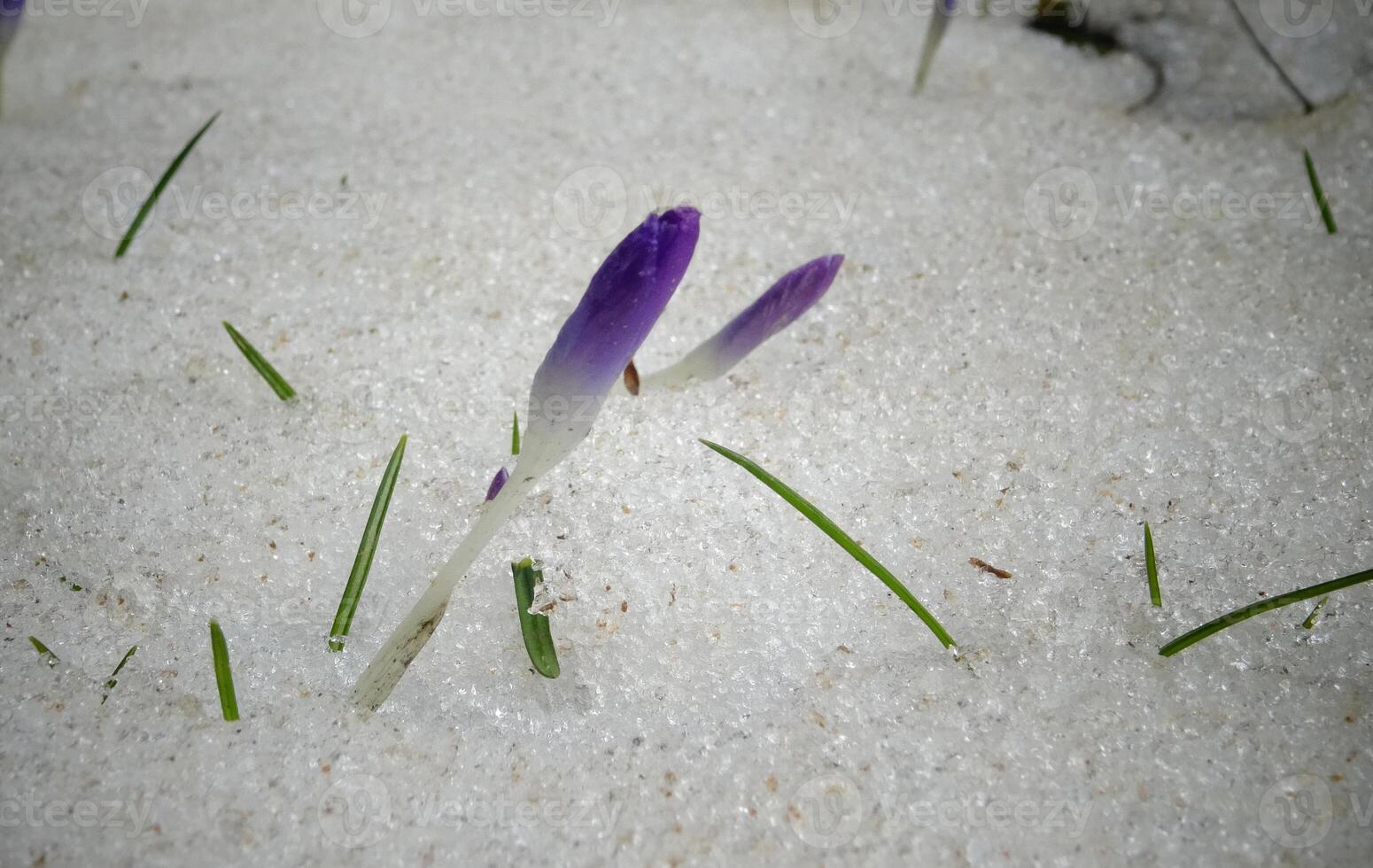 Crocuses, spring flowers sprout from the snow photo