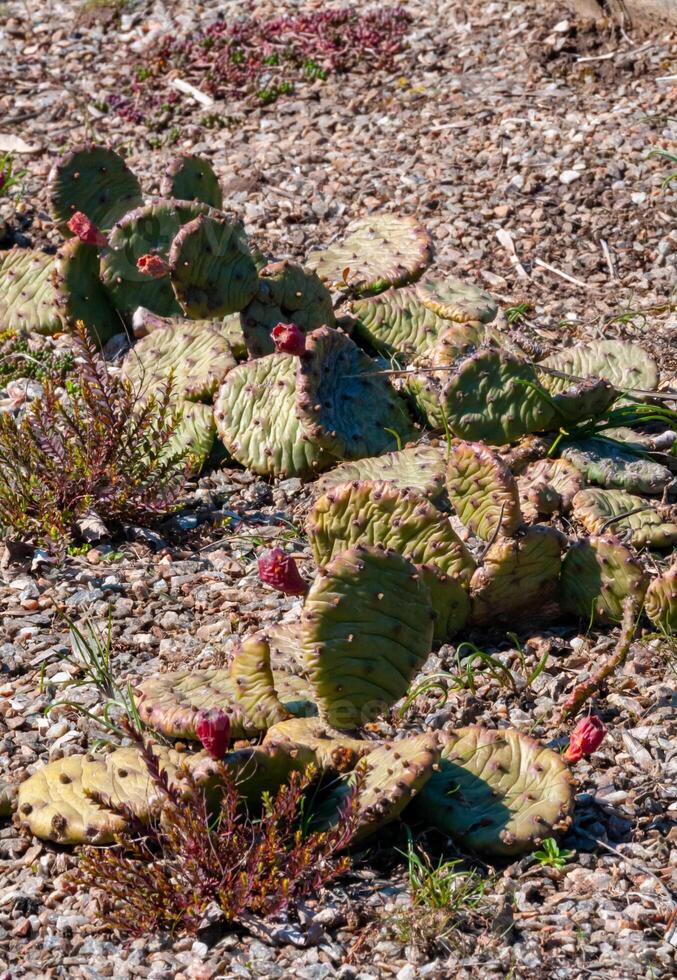 Red fruits with seeds of Opuntia overwintered under the snow in the botanical garden photo