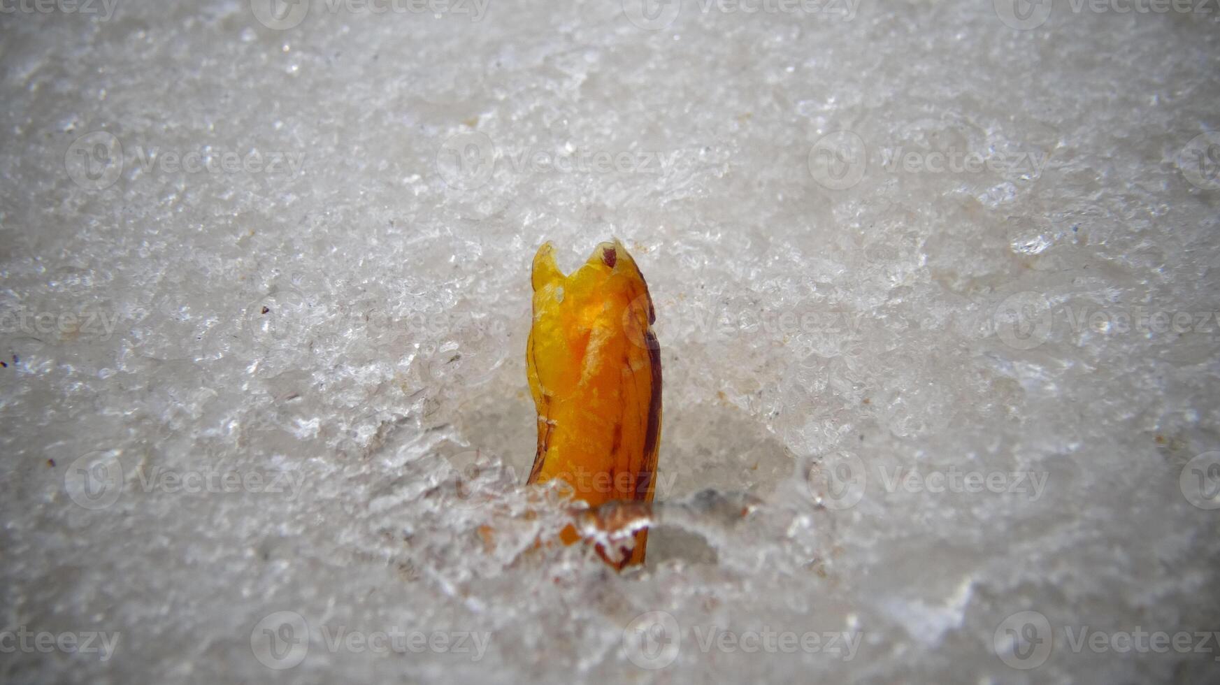 Crocuses, spring flowers sprout from the snow photo