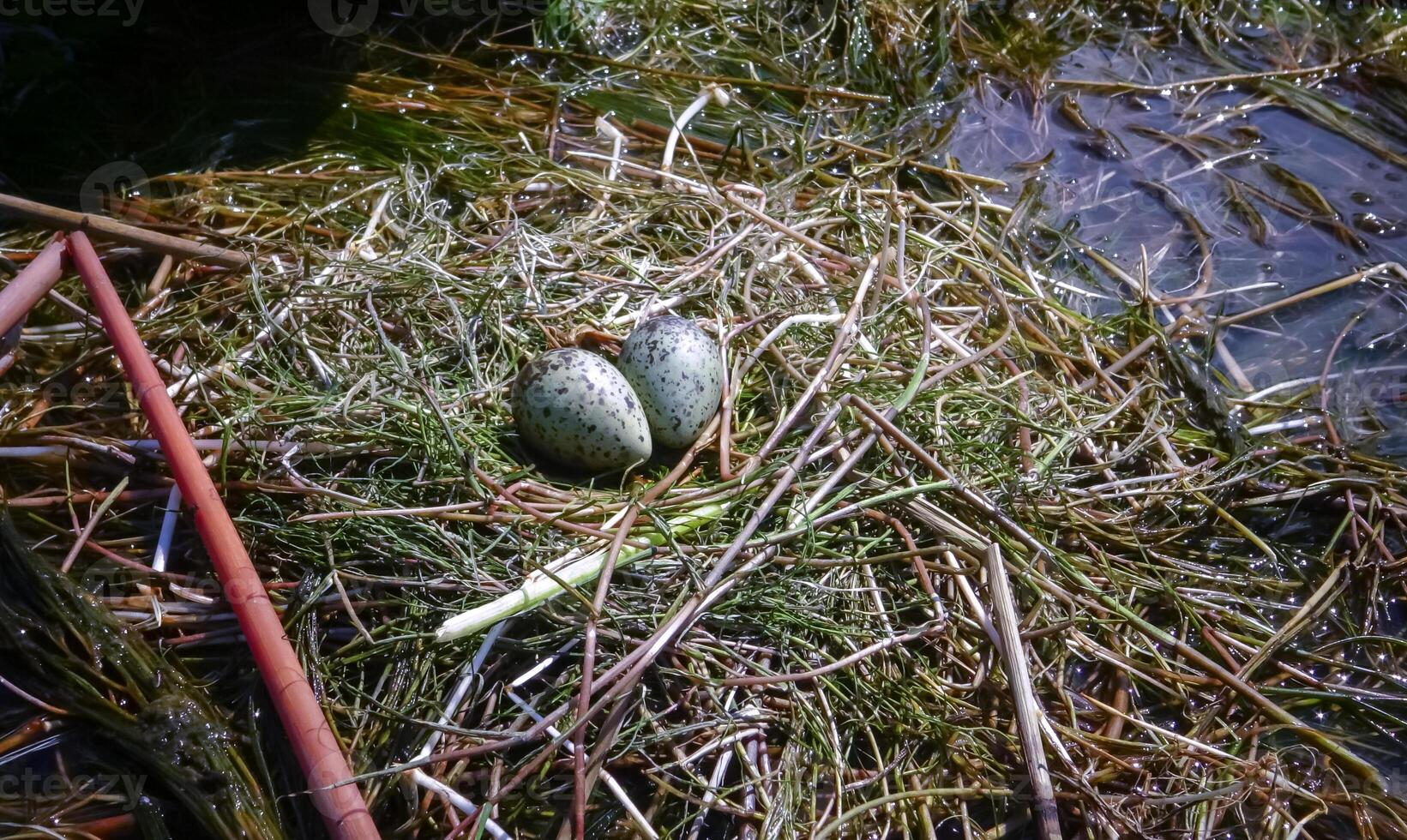 Chlidonias hybrida, nest on floating algae with eggs in Kugurluy lake photo