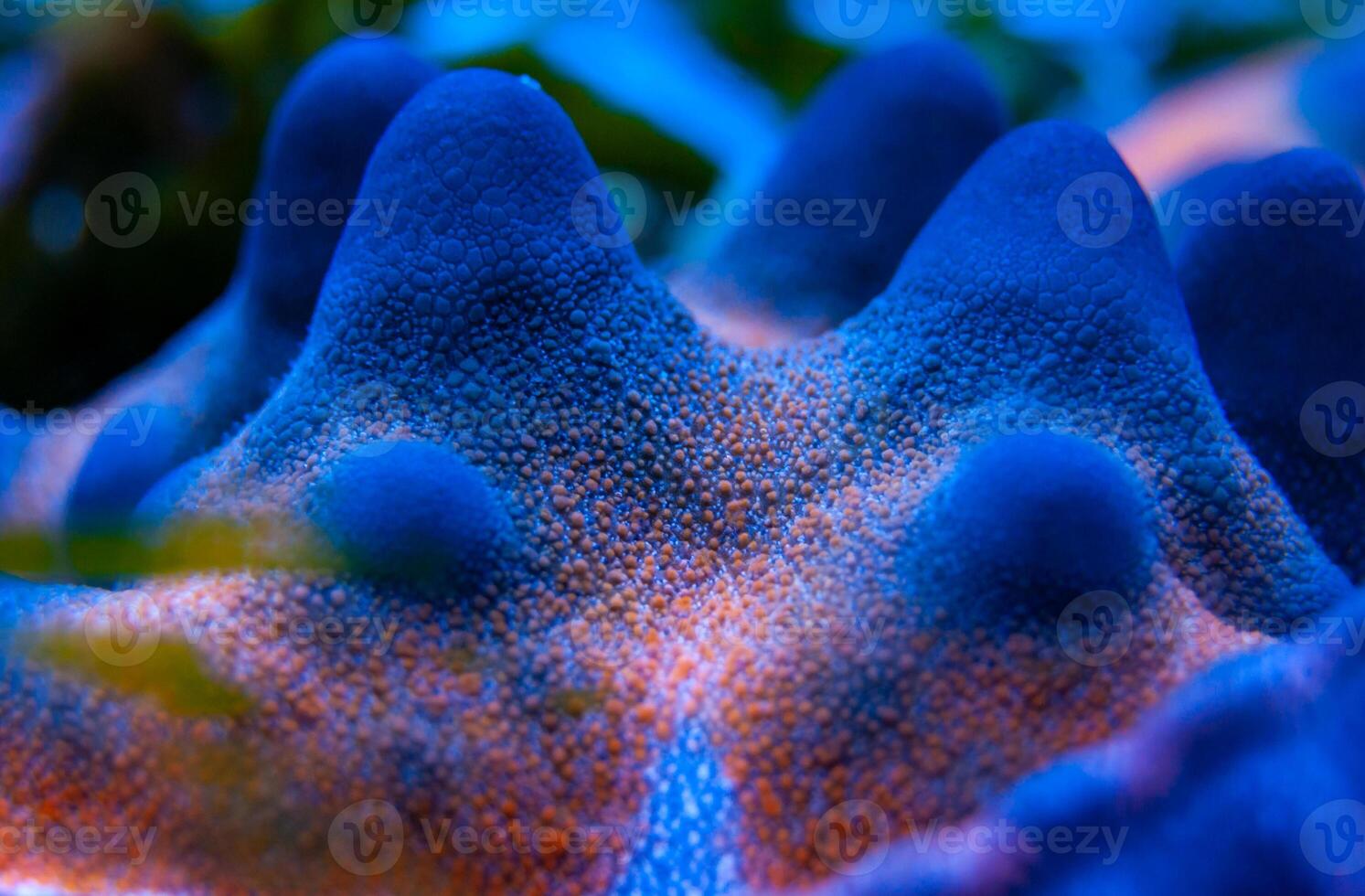 Starfish with blue body covers on top in a marine aquarium photo