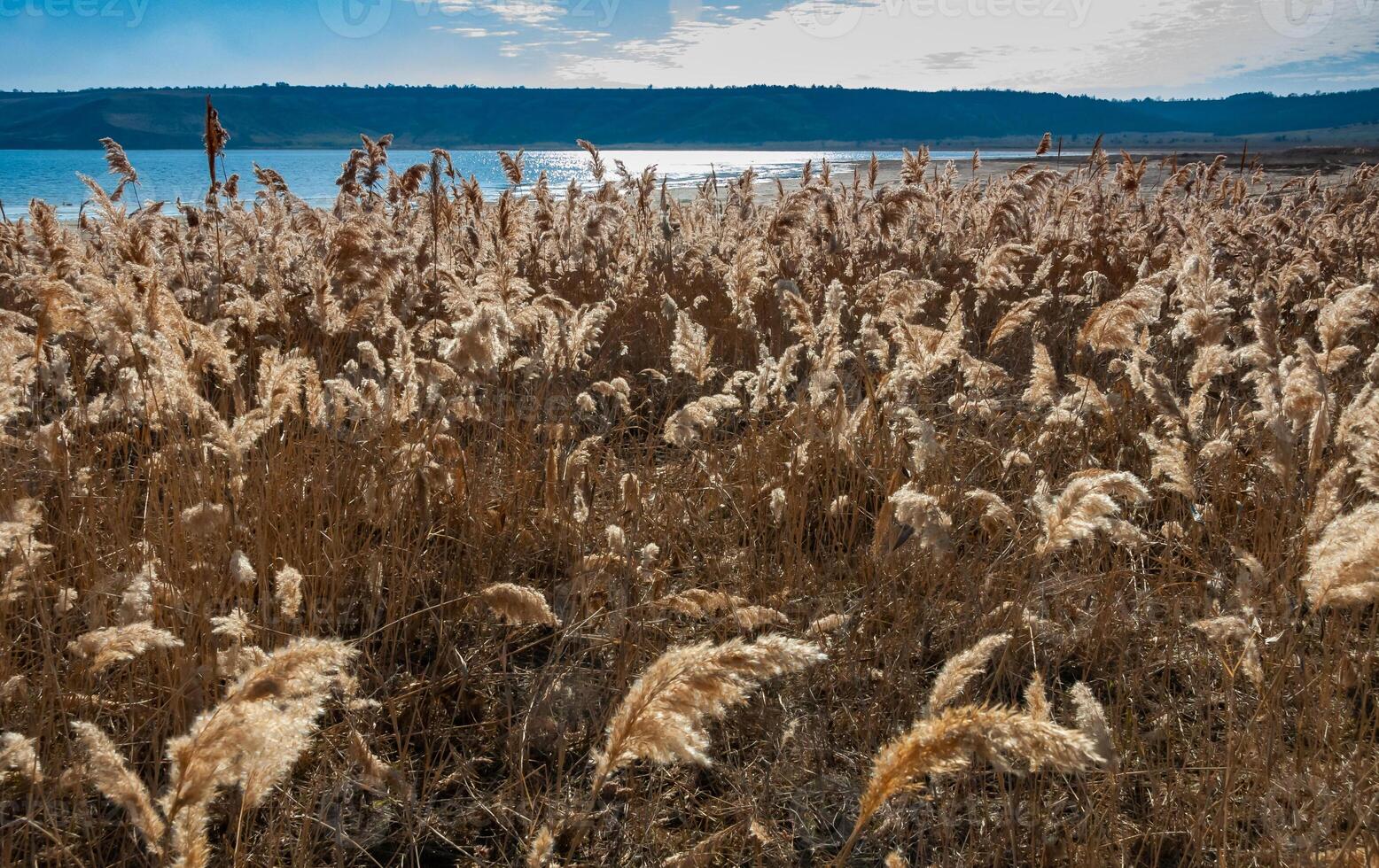 Dry reed with fluffy panicles with seeds against the background of the Tiligul estuary photo