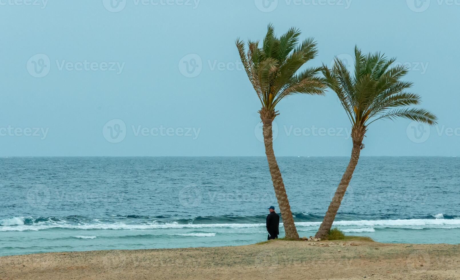 EGYPT, MARSA ALAM - FEBRUARY 27, 2019 Lonely palm trees on the shore near the coral reef against the background of the cloudy sky photo