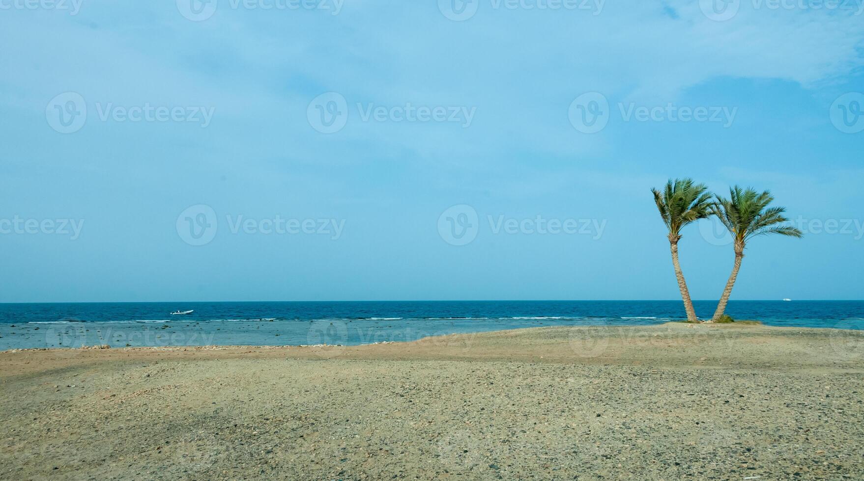 Lonely palm trees on the shore near the coral reef against the background of the cloudy sky photo