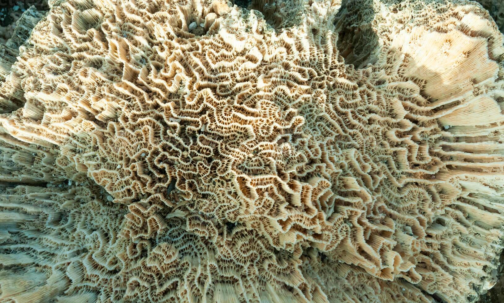 Calcareous skeleton of dead corals. Marsa Alam, Abu Dabab, Egypt photo