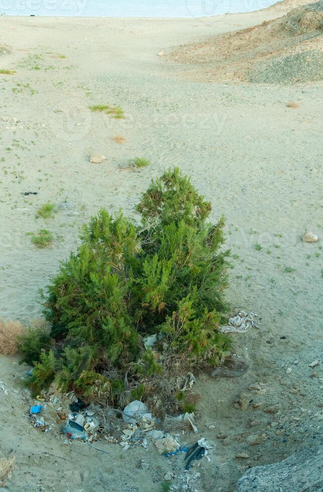Plastic bottles and various garbage from hotels in the wild, Garbage dump in the desert in Egypt photo