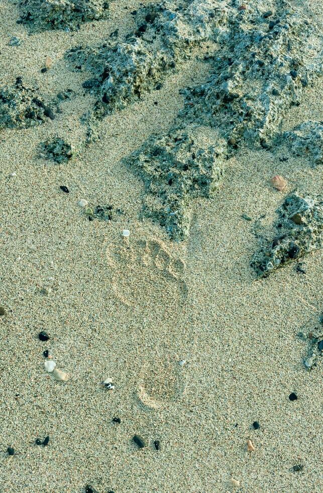 Bare foot print on the wet sand on the Red Sea coast, Egypt photo