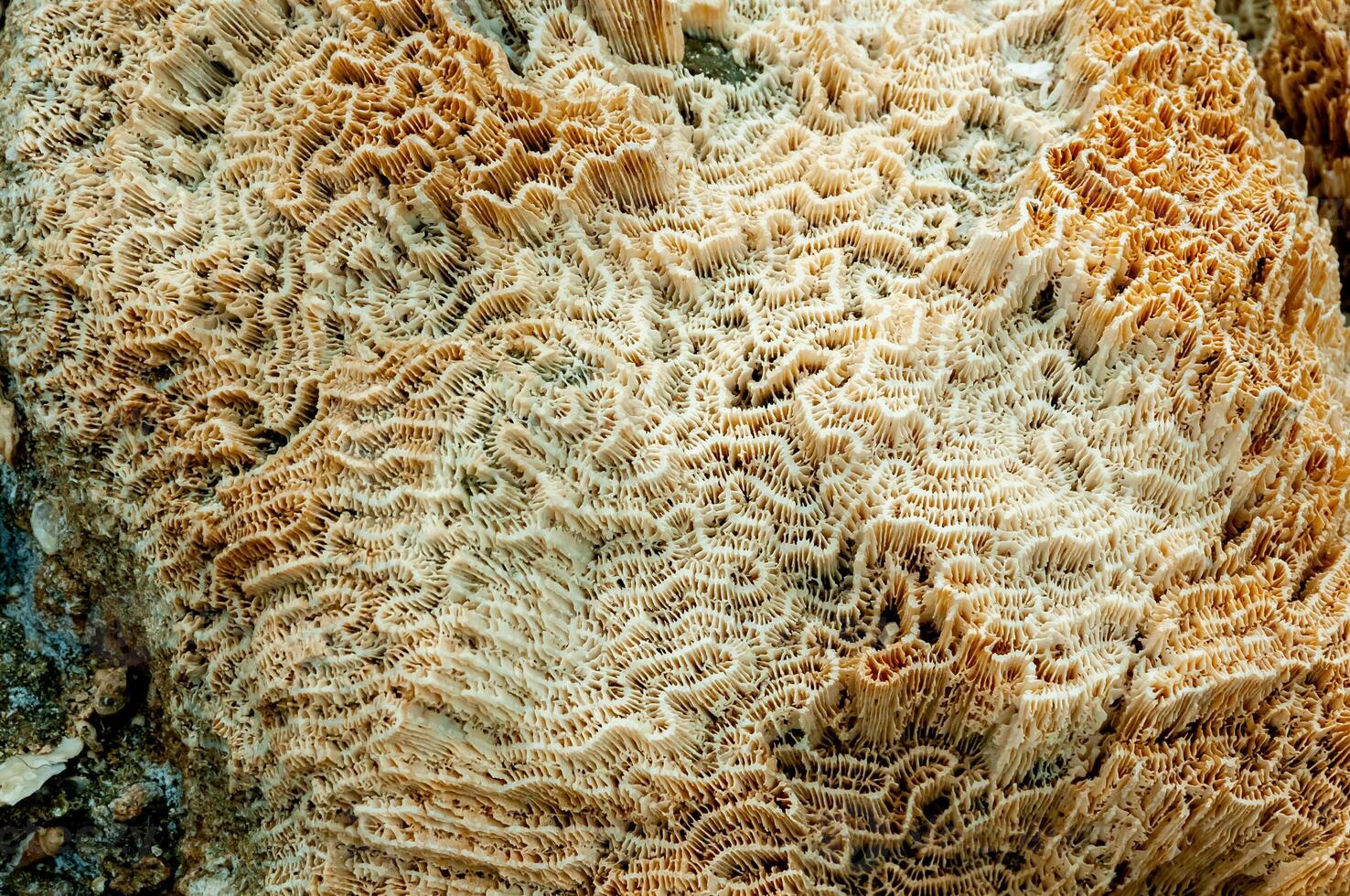 Calcareous skeleton of dead corals. Marsa Alam, Abu Dabab, Egypt photo