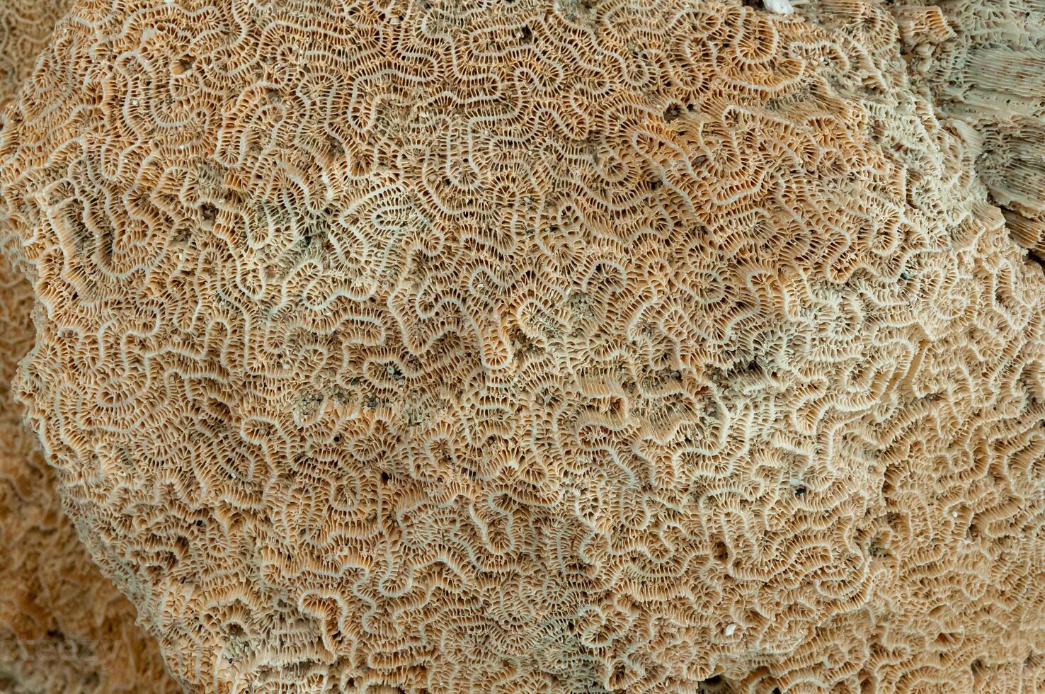 Calcareous skeleton of dead corals. Marsa Alam, Abu Dabab, Egypt photo