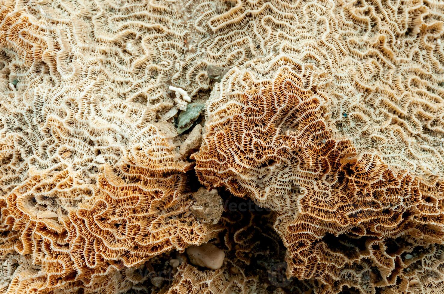 Calcareous skeleton of dead corals. Marsa Alam, Abu Dabab, Egypt photo