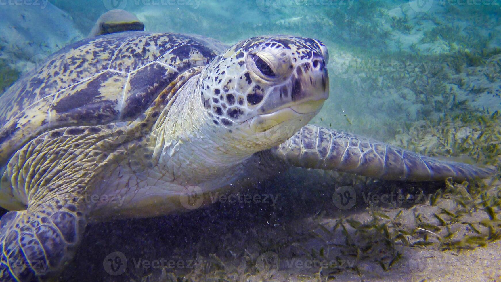 Green sea turtle Chelonia mydas eating seaweed on the seabed photo