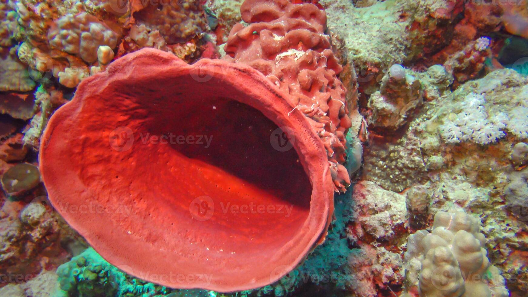 Large pink sponge on a colorful coral reef in the Red Sea photo