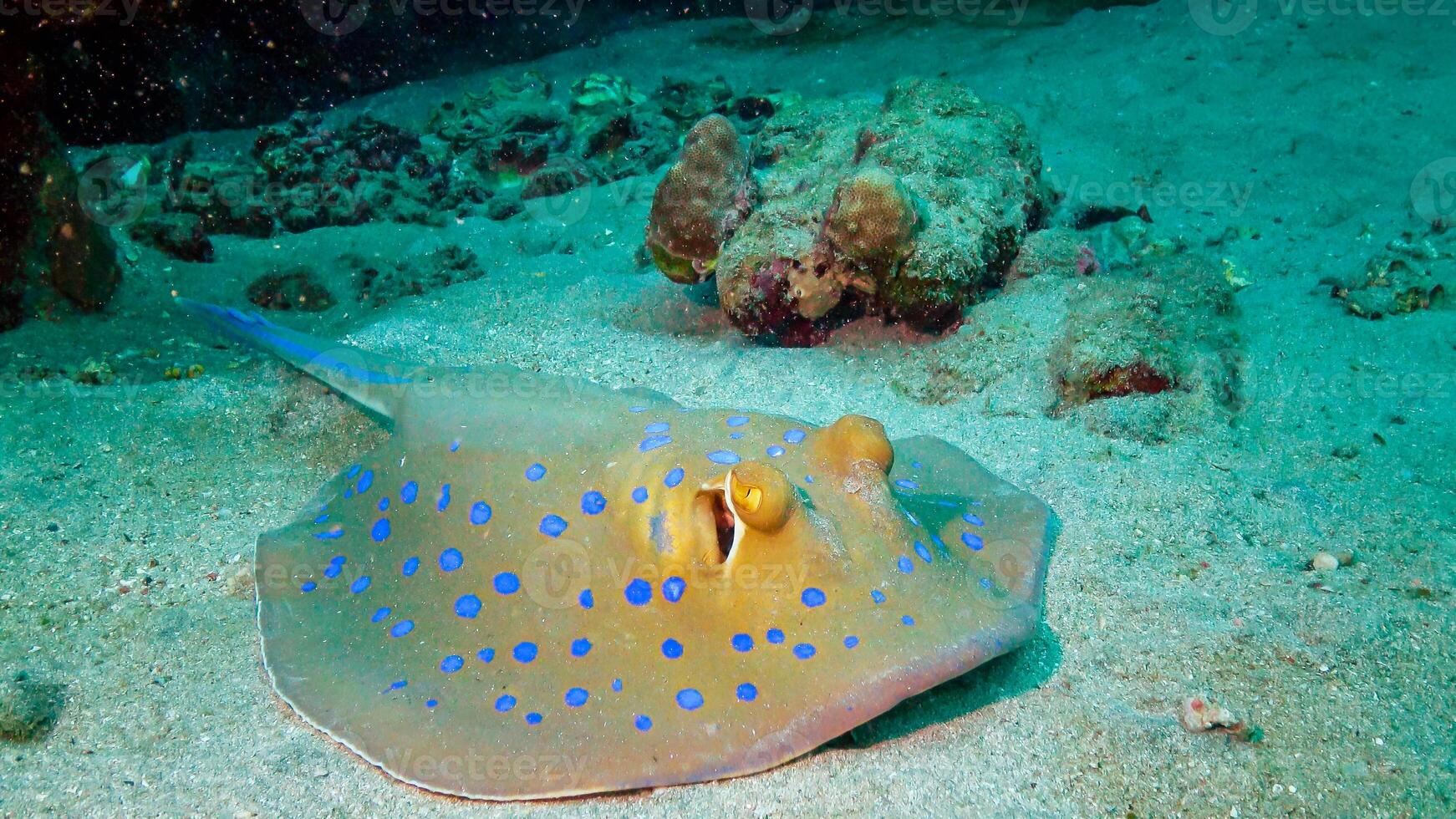 Taeniura lymma - Bluespotted ribbontail ray lies on sand or floats among corals on a reef in the Red Sea photo