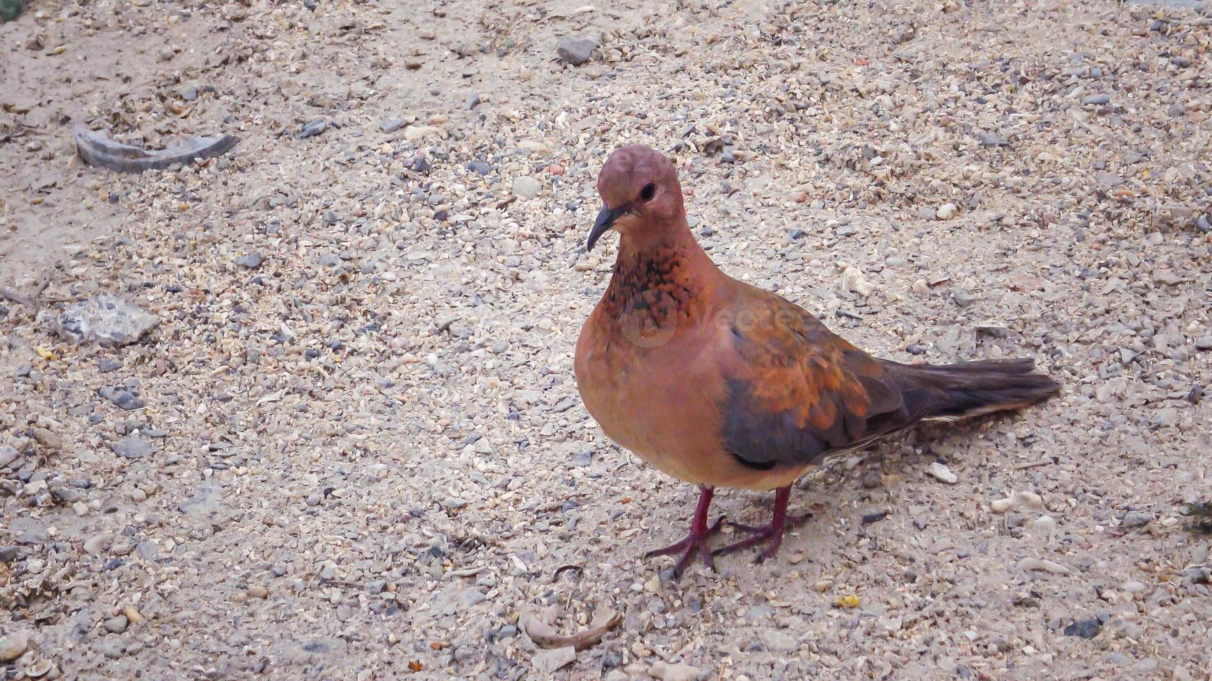 Egyptian pigeons on the territory of the hotel, tame birds photo