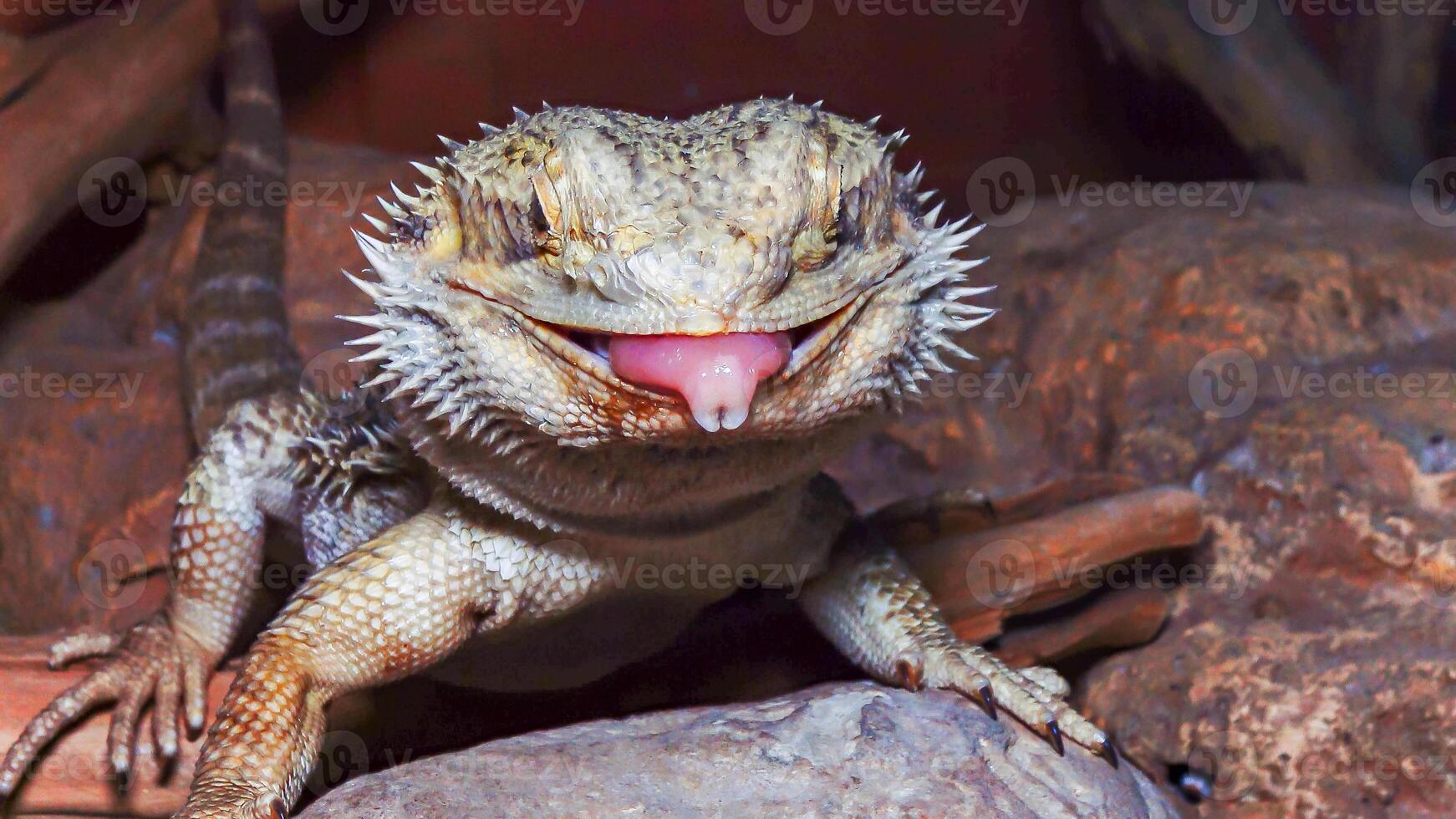 Pogona vitticeps Agamid lizard, the bearded dragon photo