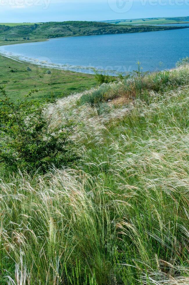 Ukrainian feather grass steppe, Bunchgrass species -Stipa capillata photo