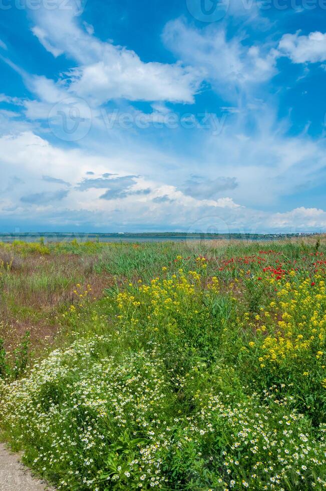 Blooming steppe, red poppy flowers and medicinal chamomile, Ukraine photo