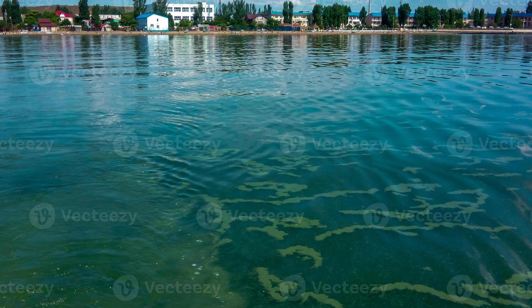 Algae float on the surface of the water in the Black Sea, a toxic blue-green algae Nodularia spumigena photo