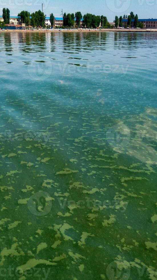 Algae float on the surface of the water in the Black Sea, a toxic blue-green algae Nodularia spumigena photo