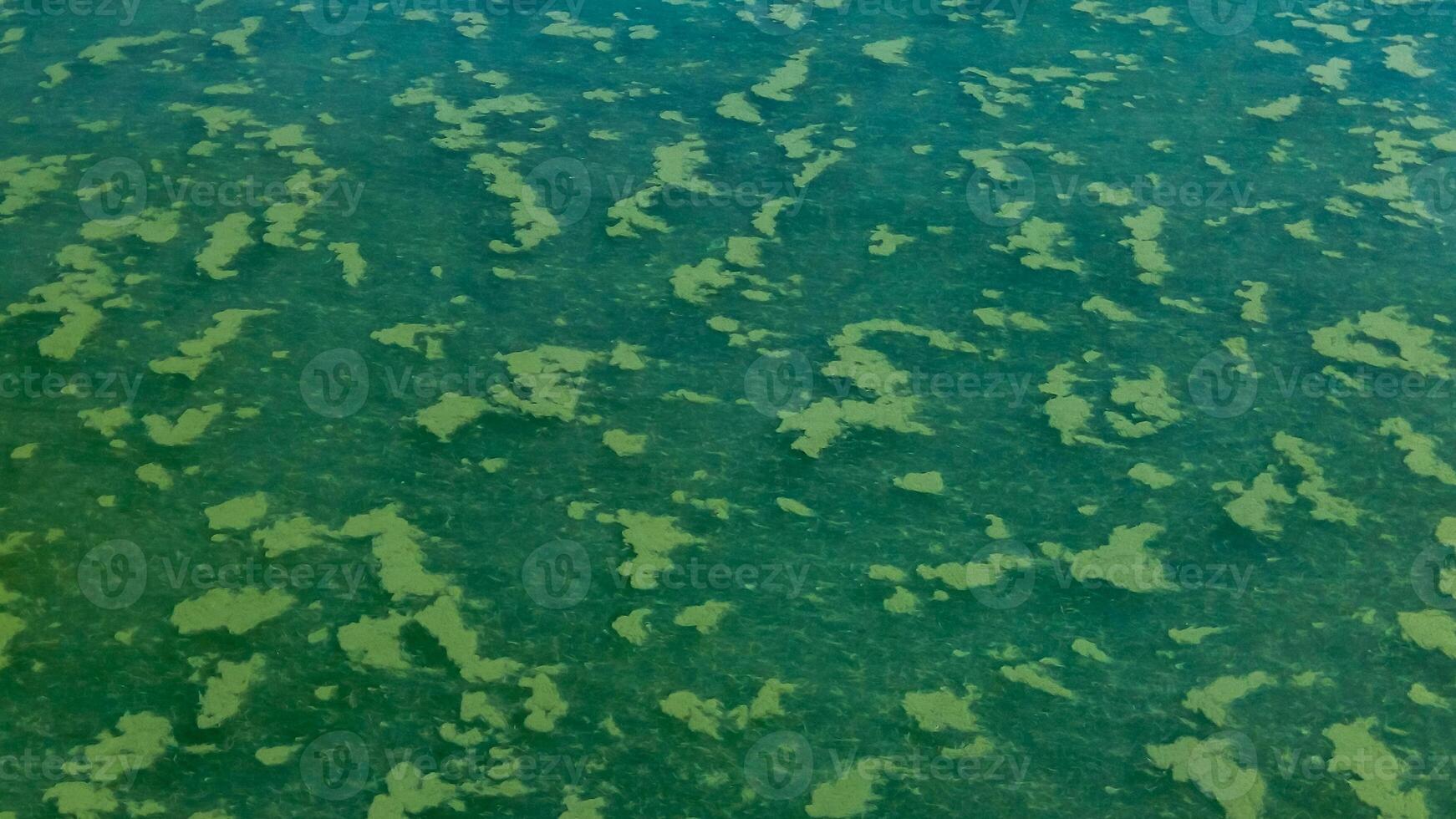 Algae float on the surface of the water in the Black Sea, a toxic blue-green algae Nodularia spumigena photo