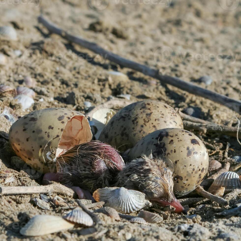 Sandwich tern Thalasseus sandvicensis, tern chick in the nest, Tiligulskiy estuary, Ukraine photo