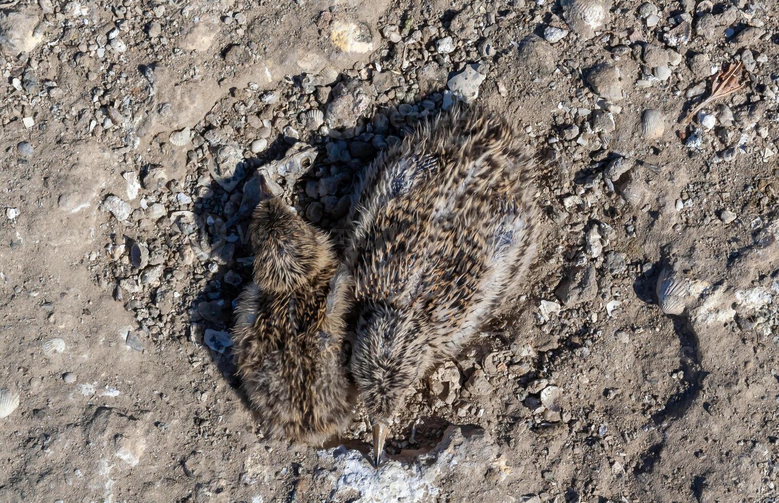 Sandwich tern Thalasseus sandvicensis, nestling mimics against the background of gray earth on the bank photo