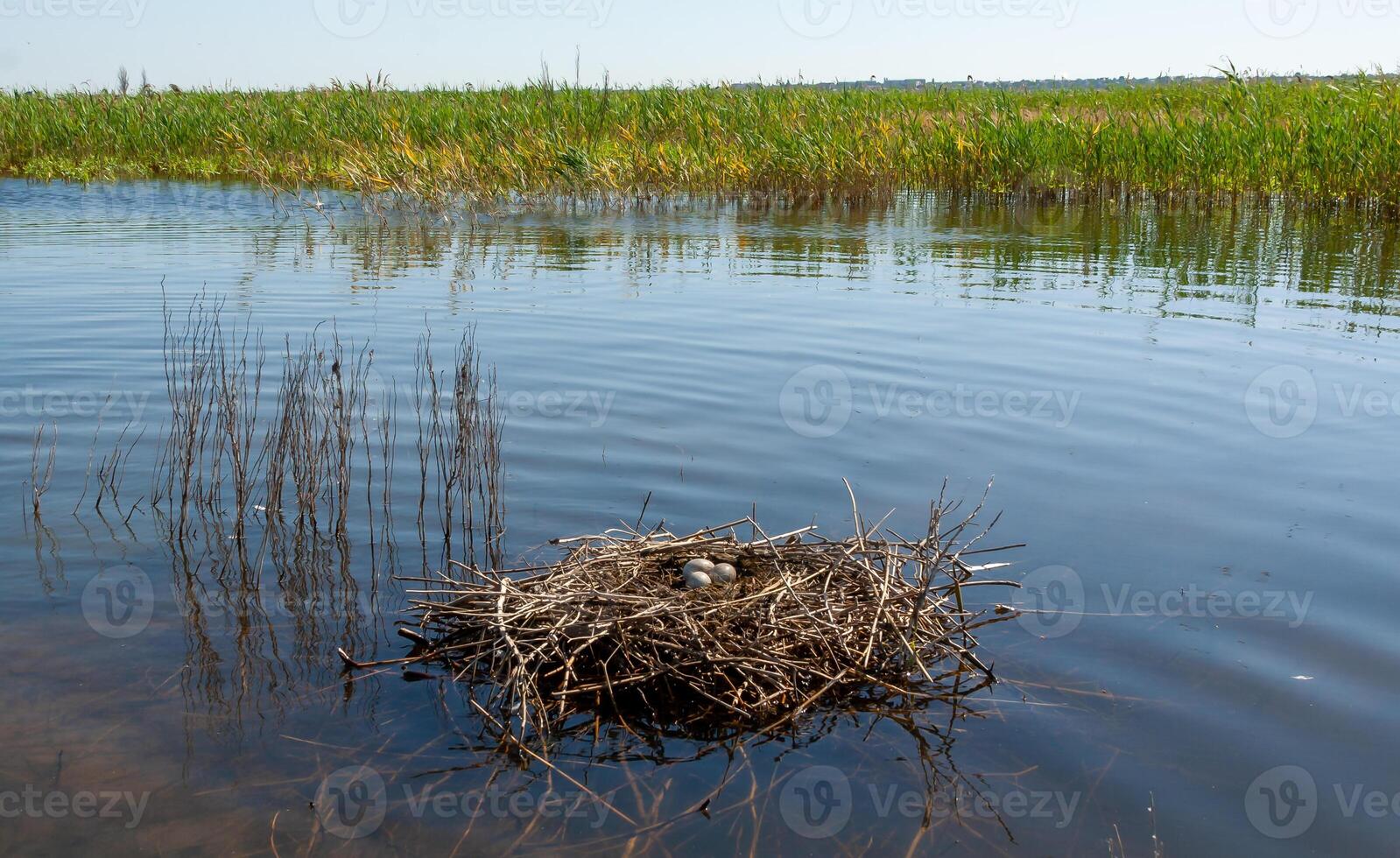Nest from plant branches with eggs in the shallow water of the Tiligul estuary, Ukraine photo