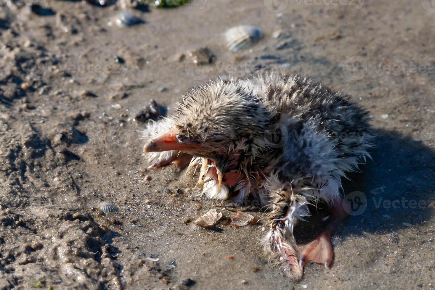 Sandwich tern Thalasseus sandvicensis, nestling mimics against the background of gray earth on the bank photo