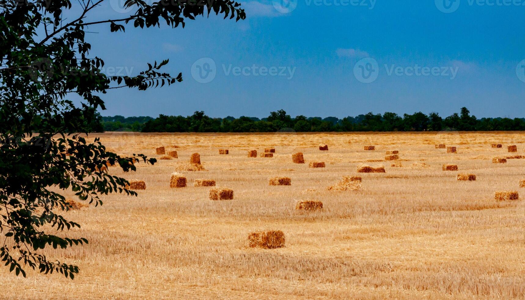 Straw collected in square bales on a harvested wheat field, blue sky over the field, Ukraine photo