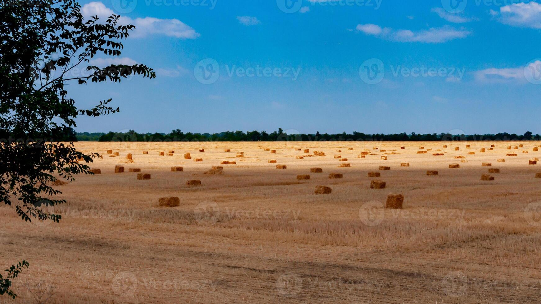 Straw collected in square bales on a harvested wheat field, white clouds in the sky, Ukraine photo