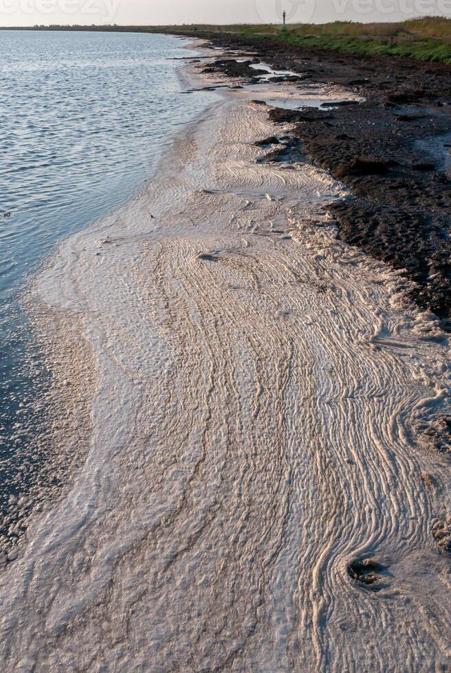Wavy Dirty foam driven by the wind to the shore of the Tuzlovsky estuary photo