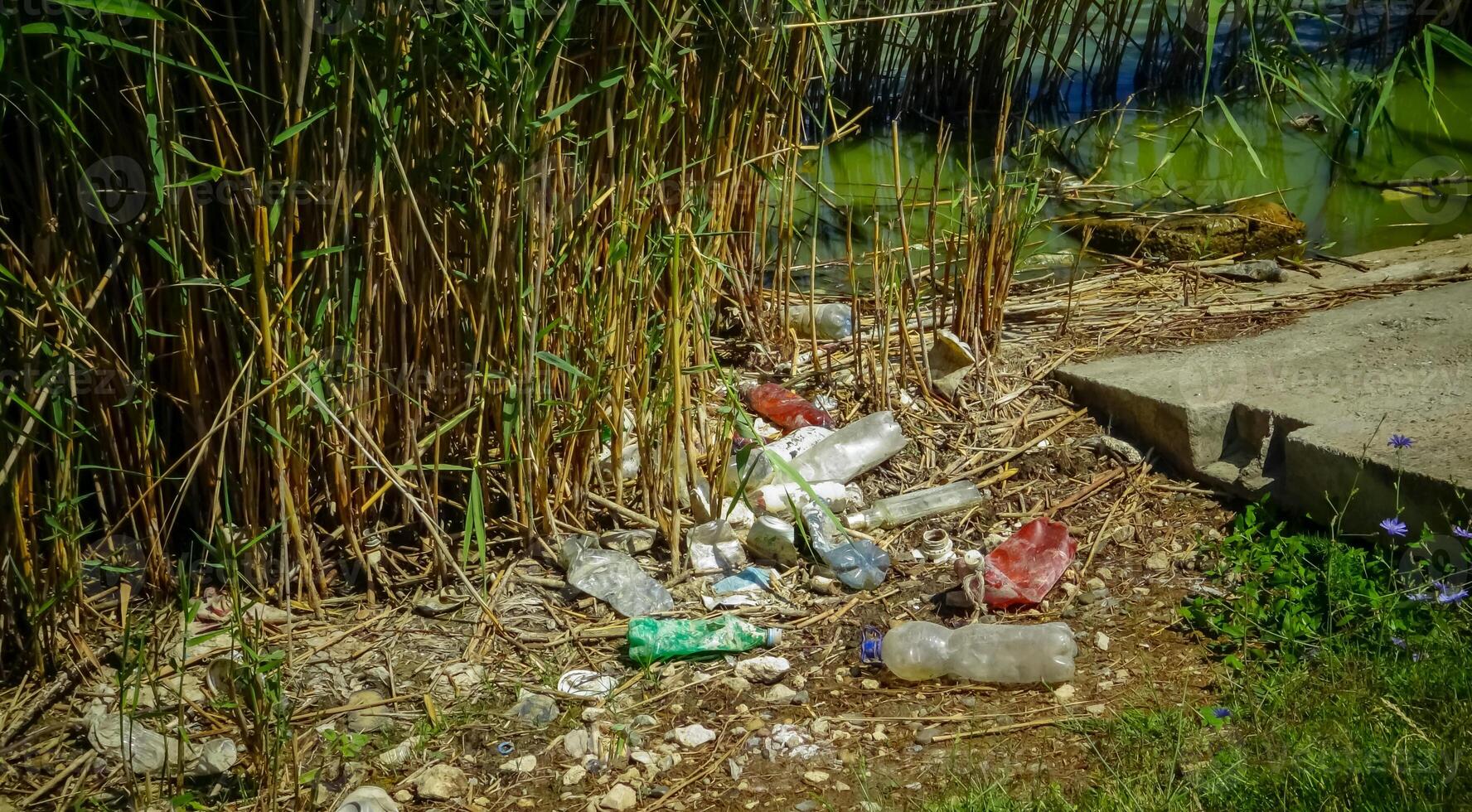 Wildlife plastic pollution, garbage and propylene bottles on the shore of the lake photo